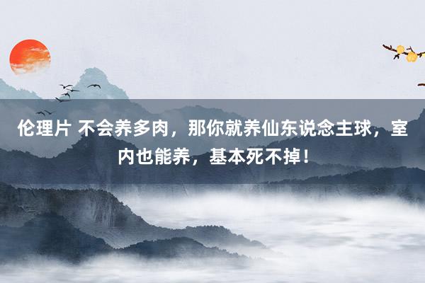 伦理片 不会养多肉，那你就养仙东说念主球，室内也能养，基本死不掉！