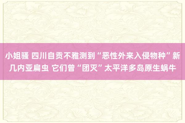 小姐骚 四川自贡不雅测到“恶性外来入侵物种”新几内亚扁虫 它们曾“团灭”太平洋多岛原生蜗牛