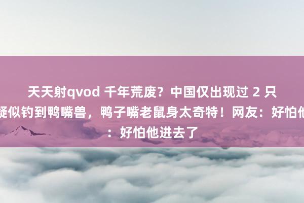 天天射qvod 千年荒废？中国仅出现过 2 只？须眉疑似钓到鸭嘴兽，鸭子嘴老鼠身太奇特！网友：好怕他进去了